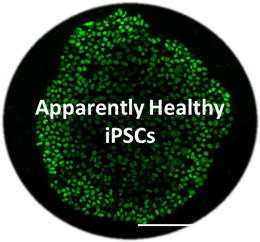 Apparently Healthy iPSCs