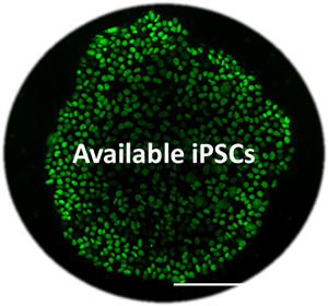 Available iPSCs