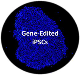 Gene-Edited iPSCs